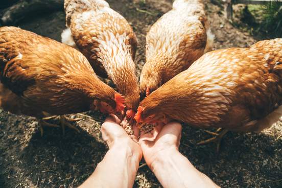 7-common-idioms-that-come-from-chickens-merriam-webster